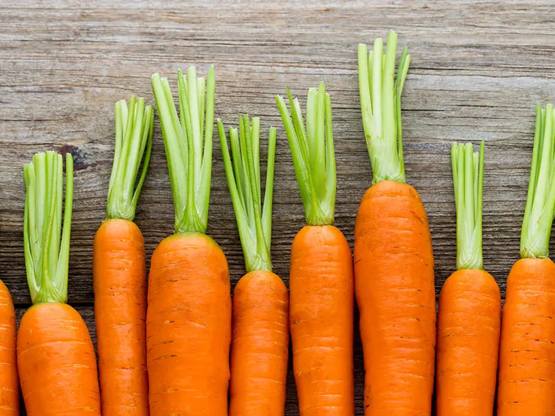Dr Jacob Orthodontiste La Rochelle - manger des carottes avec un appareil dentaire